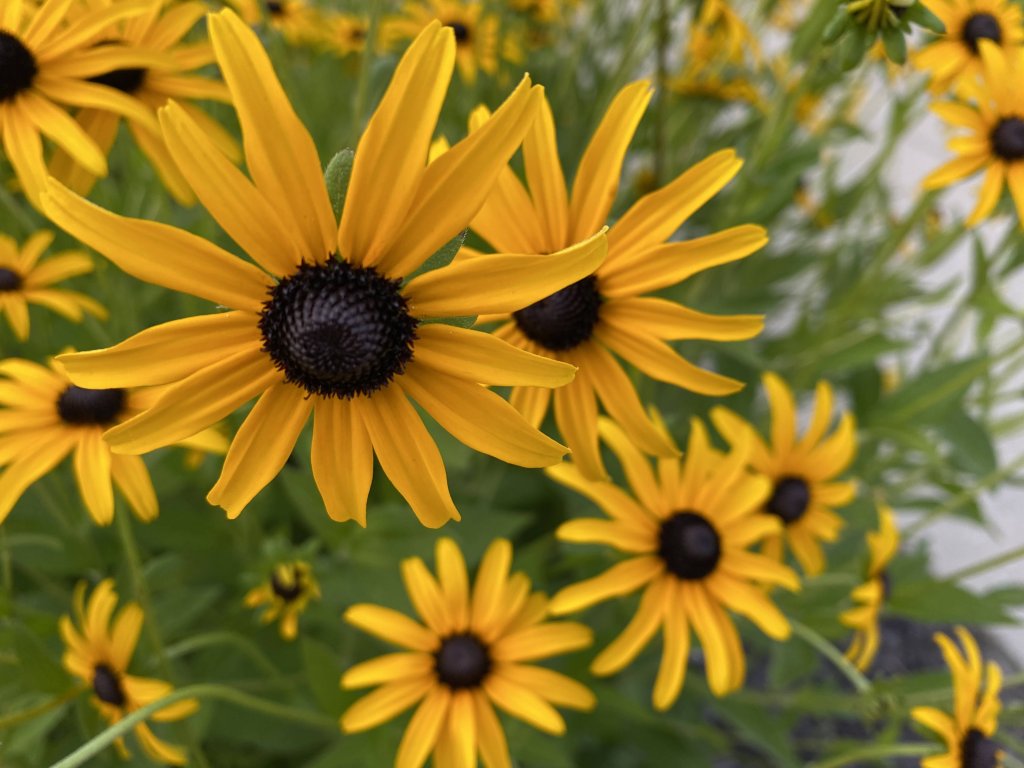 Lovely Flowers